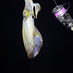 大阪秋エギング