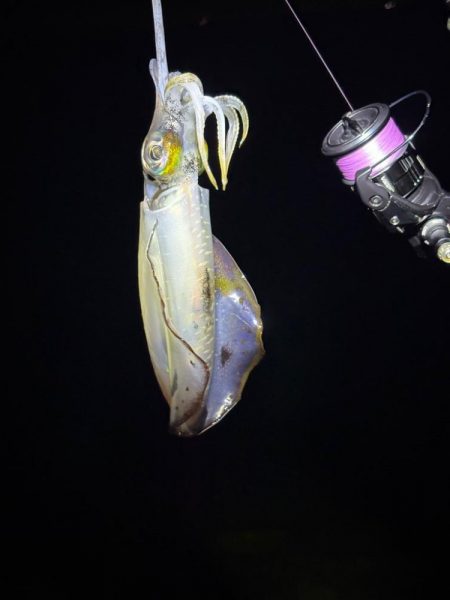 大阪秋エギング