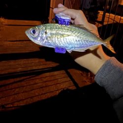 秋イカ探し 失敗