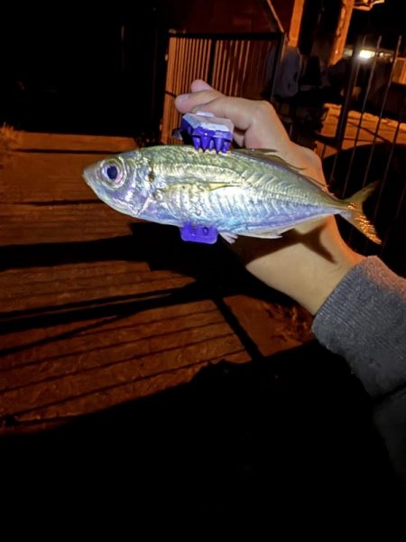 秋イカ探し　失敗