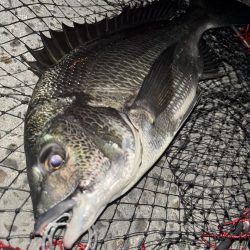 ヘチってきました