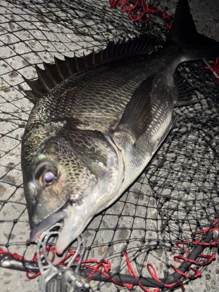 ヘチってきました