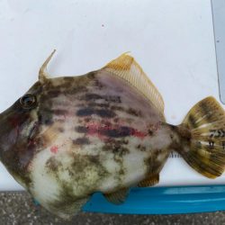 シロギスタ:カワハギスタ