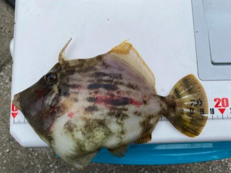 シロギスタ:カワハギスタ