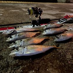 アジ・メジロ　ダブルヘッダー