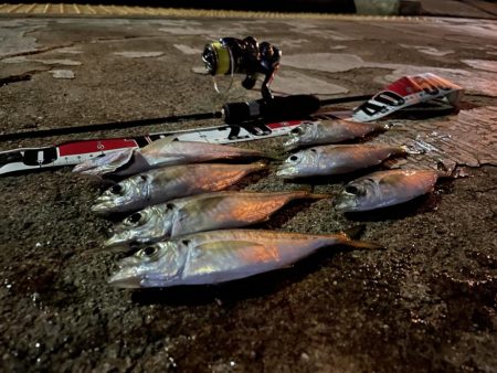 アジ・メジロ　ダブルヘッダー