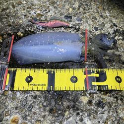 秋🦑 中々サイズが伸びない😅