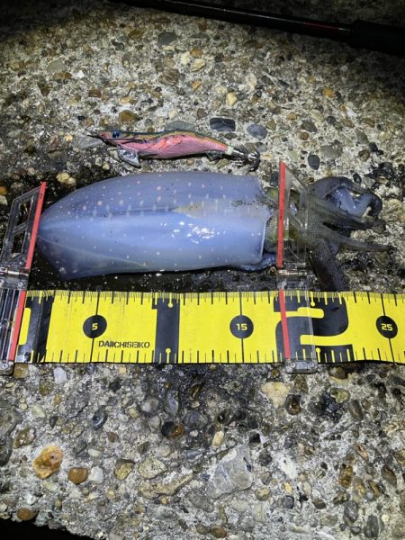 秋🦑 中々サイズが伸びない😅