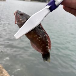 秋イカ探し　失敗2