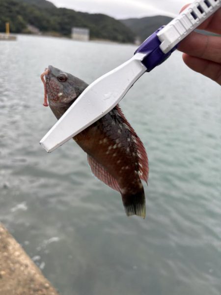 秋イカ探し　失敗2