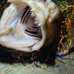 またまたアラキャッチ