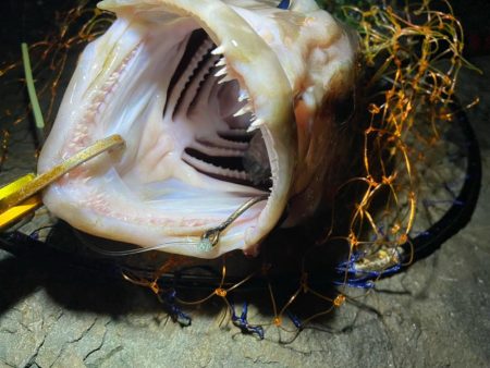 またまたアラキャッチ