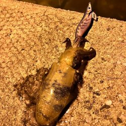 ナイトエギング