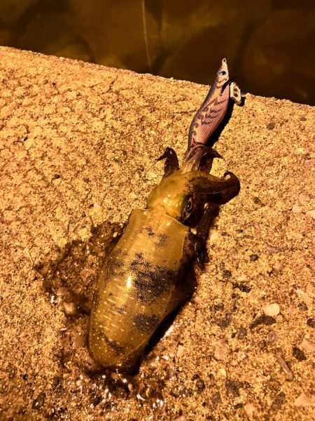 ナイトエギング