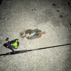 エギング　厳しい………