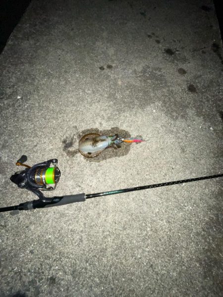 エギング　厳しい………