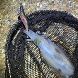 秋🦑　中々サイズが出ない😅