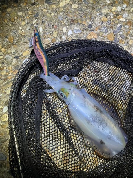 秋🦑　中々サイズが出ない😅