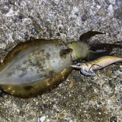 巻きのエギング楽しい！