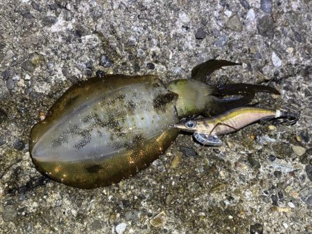 巻きのエギング楽しい！