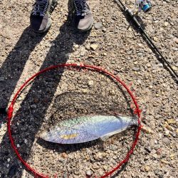 スナメリのせいで青物の気配なし