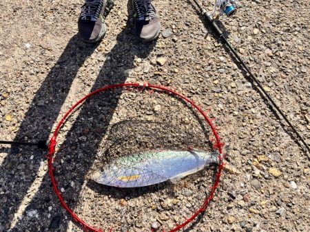 スナメリのせいで青物の気配なし