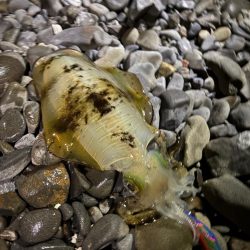 アオリイカ自己ベスト更新