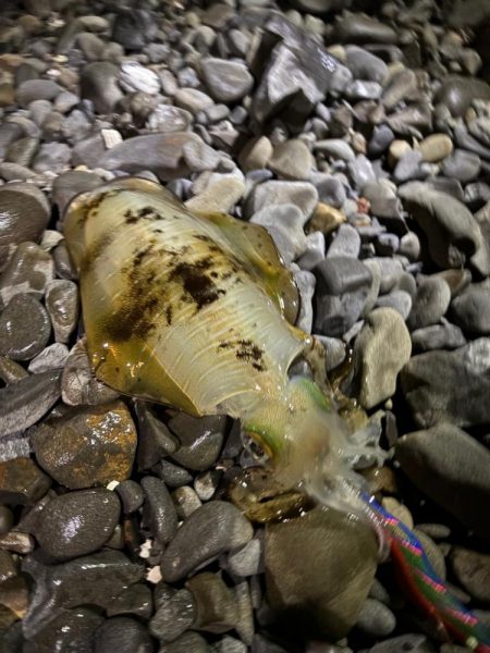 アオリイカ自己ベスト更新