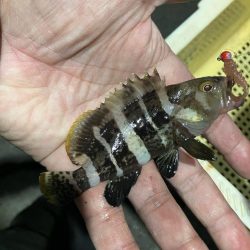 干潮潮止まりの悶絶アジング