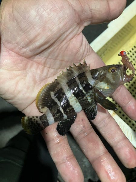 干潮潮止まりの悶絶アジング