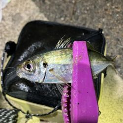 月夜の豆アジング