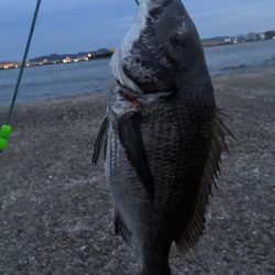 【悲報】サゴシ祭り終了のお知ら