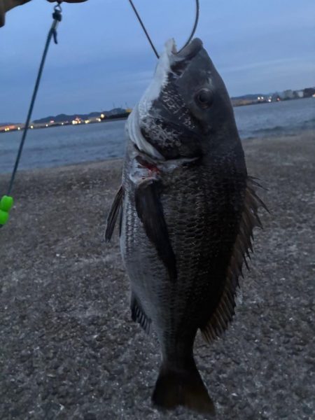 【悲報】サゴシ祭り終了のお知ら