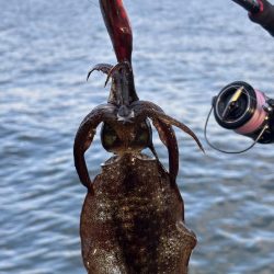 エギングまだまだ釣れます