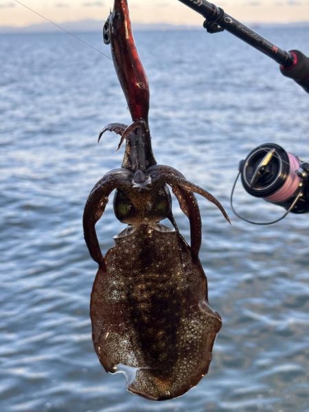 エギングまだまだ釣れます