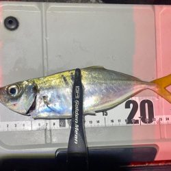 アジとアオリイカ