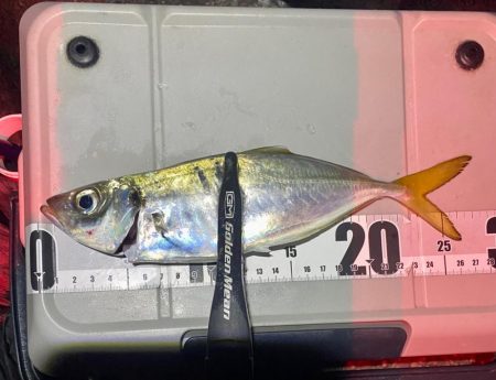 アジとアオリイカ