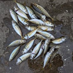 アジやセイゴが釣れてます