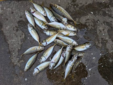 アジやセイゴが釣れてます