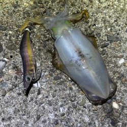 二見でナイトエギング｜渋いけどただ巻きでゲット♪