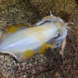 日本海ナイトエギング｜うねり攻略はただ巻きが最強です！