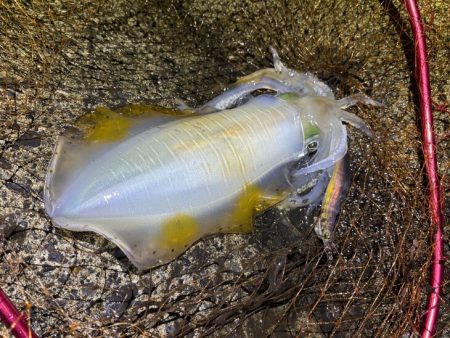 日本海ナイトエギング｜うねり攻略はただ巻きが最強です！