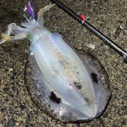 最強のただ巻きエギングとエギ王K最強カラー…