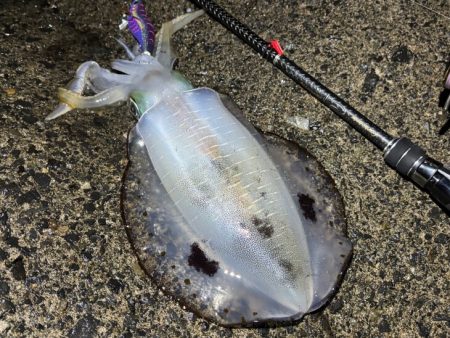 最強のただ巻きエギングとエギ王K最強カラー…