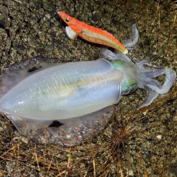 更にデカくなったアオリイカ｜ナイトエギングで好調！