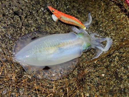 更にデカくなったアオリイカ｜ナイトエギングで好調！