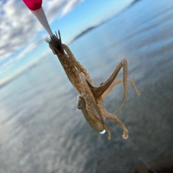 姫路でイイダコ調査！