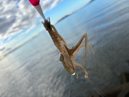 姫路でイイダコ調査！