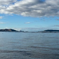 姫路周辺の青物調査！