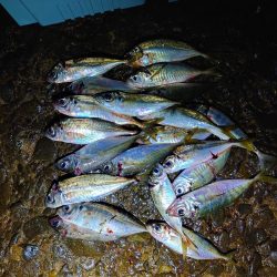 アジング、エギング